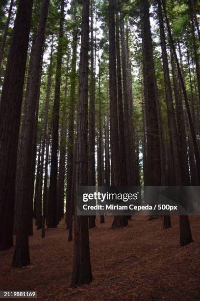 low angle view of bamboo trees in forest - there something about miriam stock pictures, royalty-free photos & images