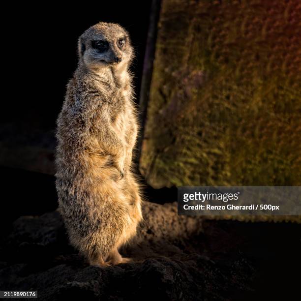 close-up of meerkat sitting on rock - renzo gherardi photos et images de collection