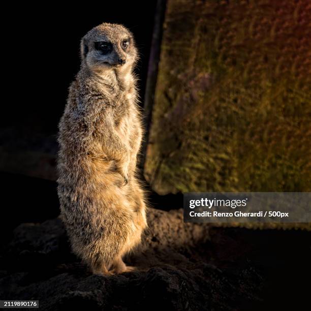 close-up of meerkat sitting on rock - renzo gherardi foto e immagini stock