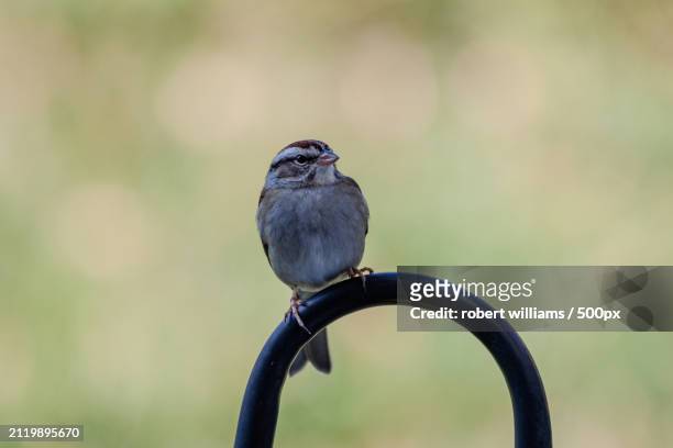 close-up of songbird perching on metal,durham,north carolina,united states,usa - durham north carolina stock pictures, royalty-free photos & images