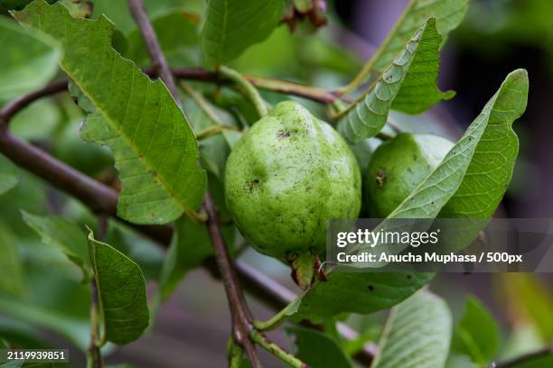 close-up of fruits growing on tree,satun,thailand - guave stockfoto's en -beelden