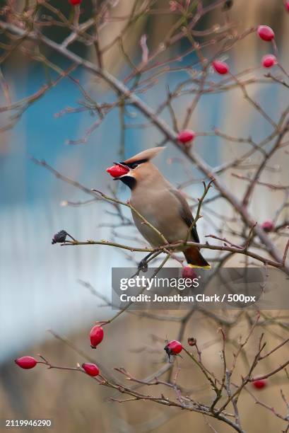 close-up of songwoodpecker perching on tree,belfast,northern ireland,united kingdom,uk - clark stock pictures, royalty-free photos & images