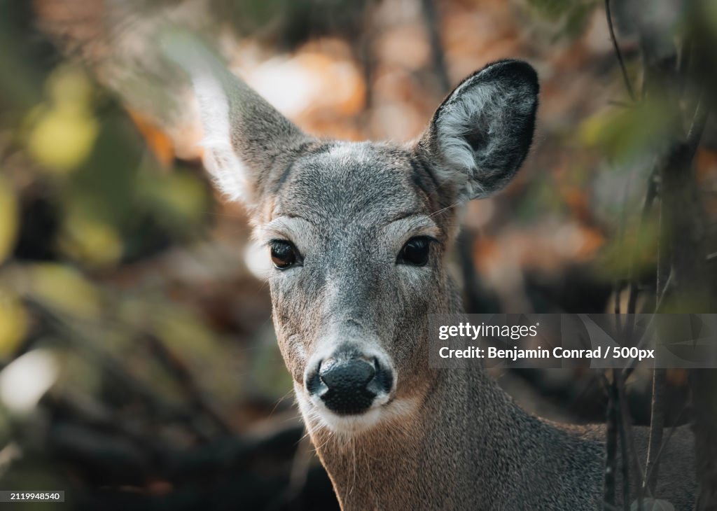 Close-up portrait of white,Chicago,Illinois,United States,USA