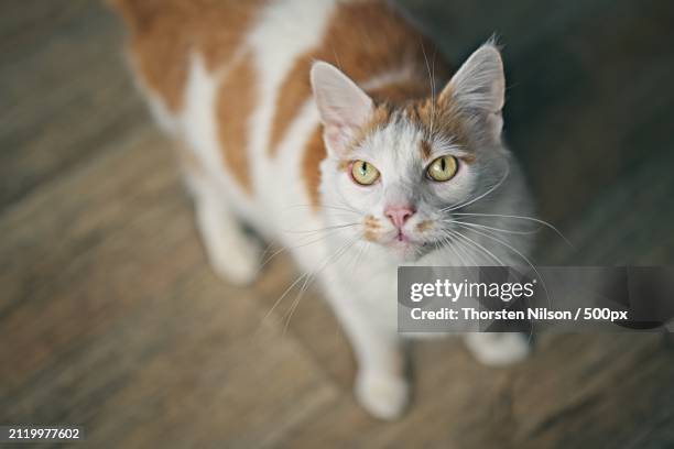high angle portrait of cat on hardwood floor,germany - thorsten nilson stockfoto's en -beelden
