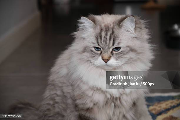 close-up portrait of cat - siberian cat stock pictures, royalty-free photos & images