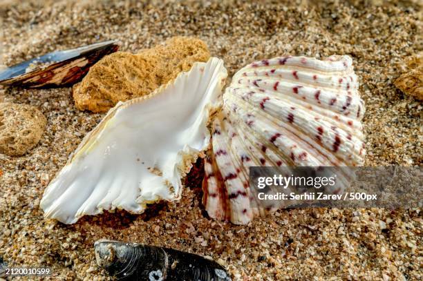 close-up of seashell on sand at beach,odessa,odesskaya,ukraine - hippopus hippopus stock pictures, royalty-free photos & images