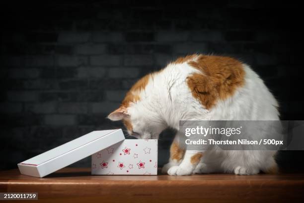 close-up of cat sitting on table,germany - thorsten nilson stockfoto's en -beelden