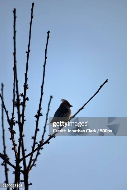 low angle view of songsparrow perching on cable against clear sky,belfast,northern ireland,united kingdom,uk - clark stock pictures, royalty-free photos & images