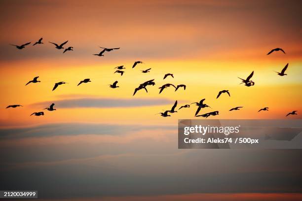 silhouette of birds flying against sky during sunset - tierwanderung stock-fotos und bilder
