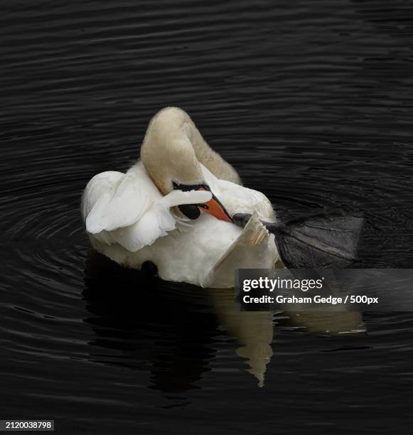 high angle view of mute swan swimming in lake,united kingdom,uk - graham stock pictures, royalty-free photos & images