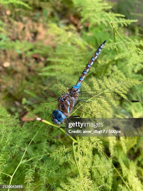 Miguel Insect 44 Hidalgo Mexico Stock Photos, High-Res Pictures, and Images - Getty ...