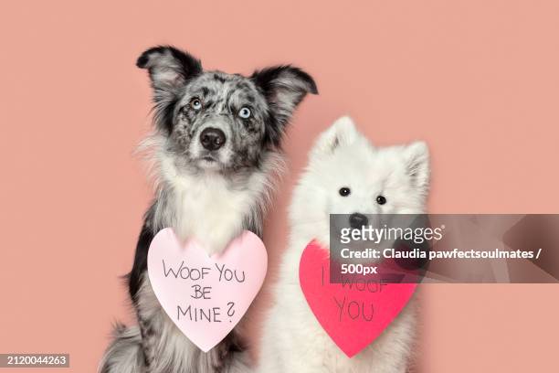 portrait of dogs with text against red background,austria - lycka stock pictures, royalty-free photos & images