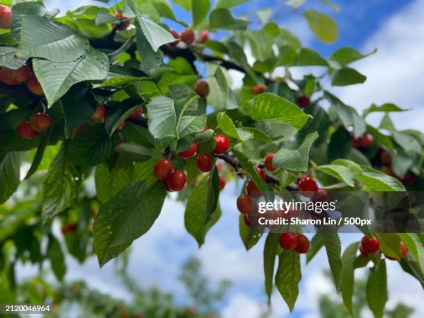 low angle view of berries growing on tree,red hill,victoria,australia - low hanging fruit stockfoto's en -beelden