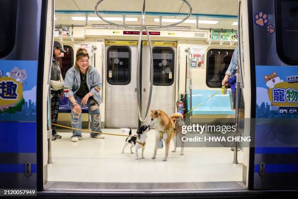 Pet dogs interact with each other while riding a pet-friendly train along the Taipei Mass Rapid Transit in Taipei on March 31, 2024. The Taipei Metro...