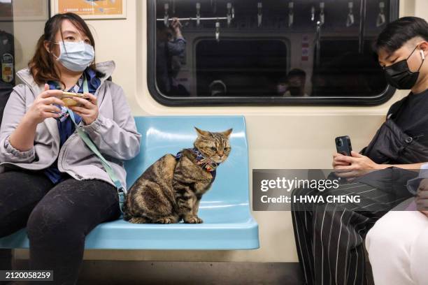 Passenger rides with her pet cat on board a pet-friendly train on the Taipei Mass Rapid Transit in Taipei on March 31, 2024. The Taipei Metro on...