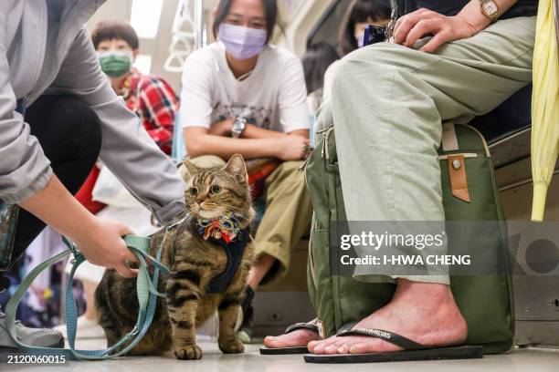 Passenger unleashes her pet cat while riding on board a pet-friendly train on the Taipei Mass Rapid Transit in Taipei on March 31, 2024. The Taipei...
