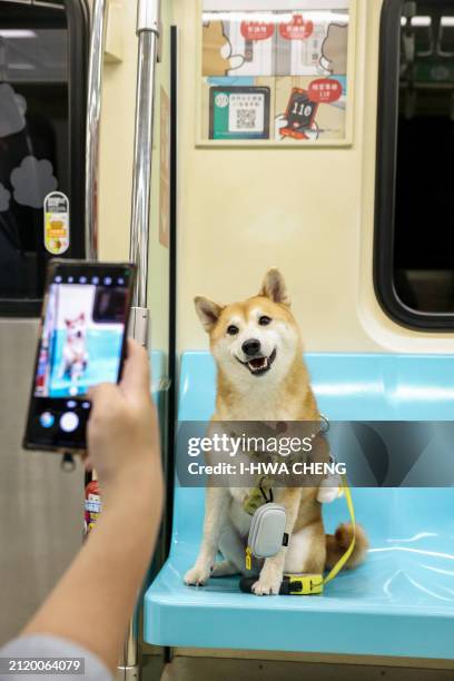 Passenger takes pictures of a pet dog while riding a pet-friendly train along the Taipei Mass Rapid Transit in Taipei on March 31, 2024. The Taipei...