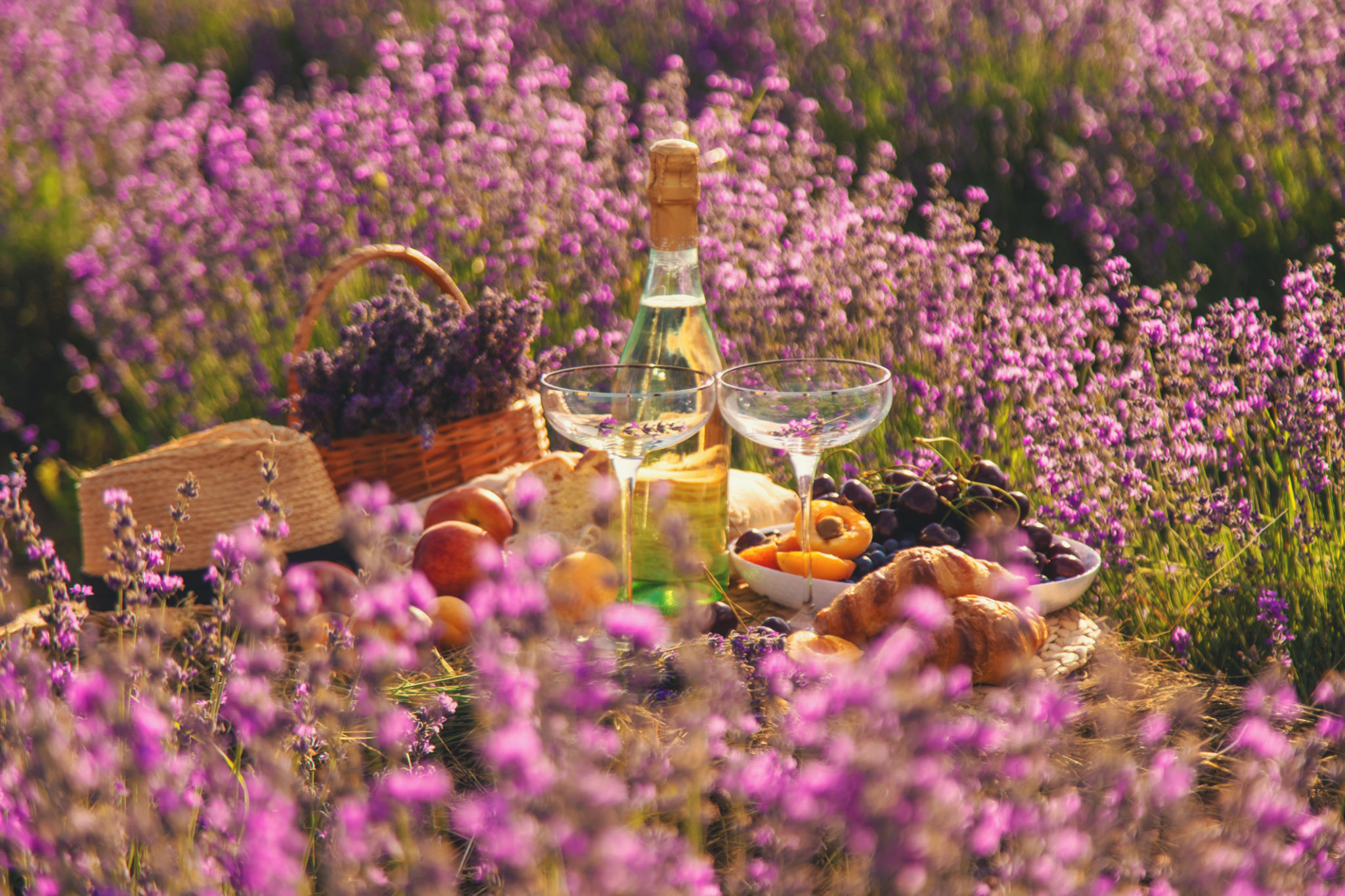 Picnic with wine in a lavender field. Selective focus. Picnic with wine in a lavender field. Selective focus.