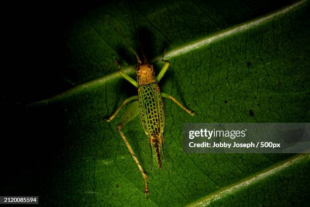 Goa Insects 7,154 Indian Insects Closeup Stock Photos, High-Res Pictures, and ...