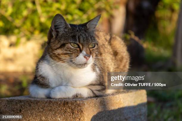 close-up of cat sitting outdoors - compagnon stock pictures, royalty-free photos & images