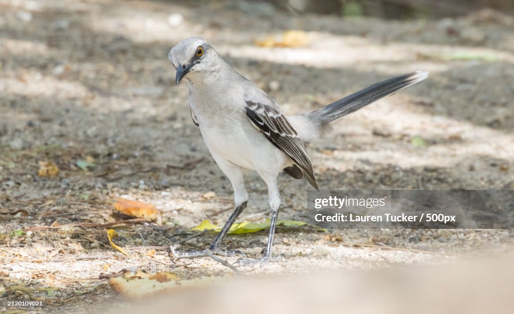Close-up of bird perching on field