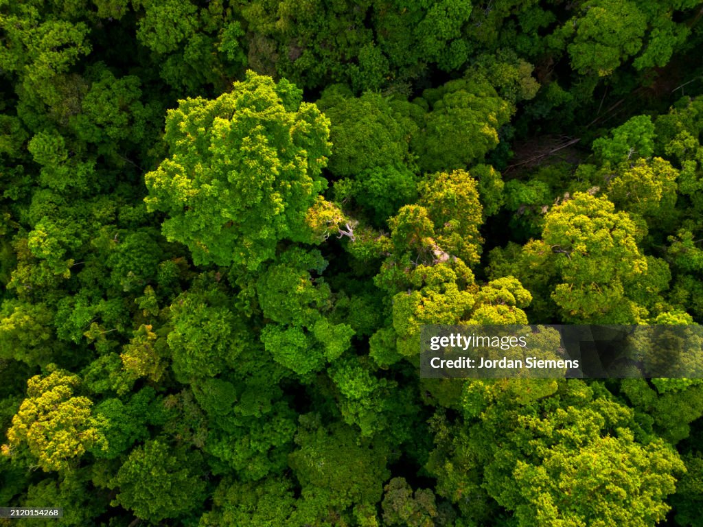 Aerial view over a forest in Costa Rica