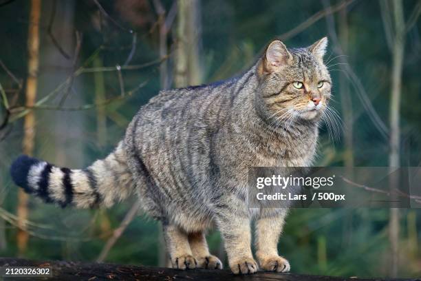 close-up of cat standing on wood - wildkatzenart stock-fotos und bilder