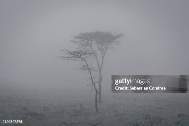 storm clouds and acacia tortilis tree, mara triangle, maasai mara ,kenya. - eastern african tribal culture photos et images de collection