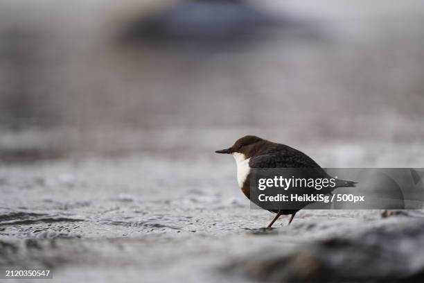 close-up of bird perching on shore at beach - bamboo dipper - fotografias e filmes do acervo