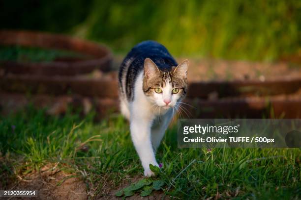 portrait of cat walking on grassy field - compagnon stock pictures, royalty-free photos & images
