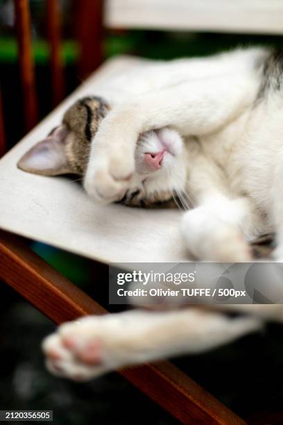 close-up of cat sleeping - compagnon stock pictures, royalty-free photos & images