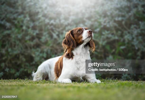 close-up of springer spaniel sitting on grass - spaniel stock pictures, royalty-free photos & images