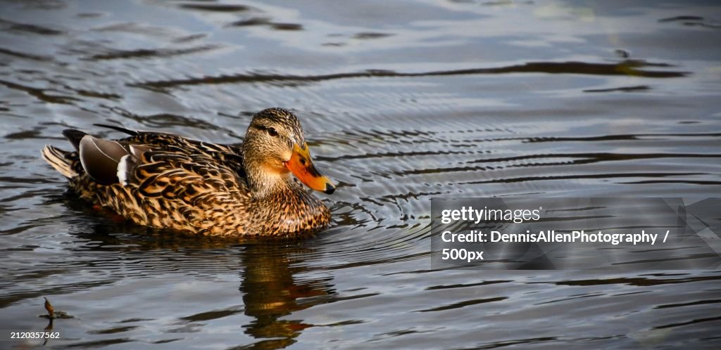 Female mallard duck,Peninsula,Ohio,United States,USA