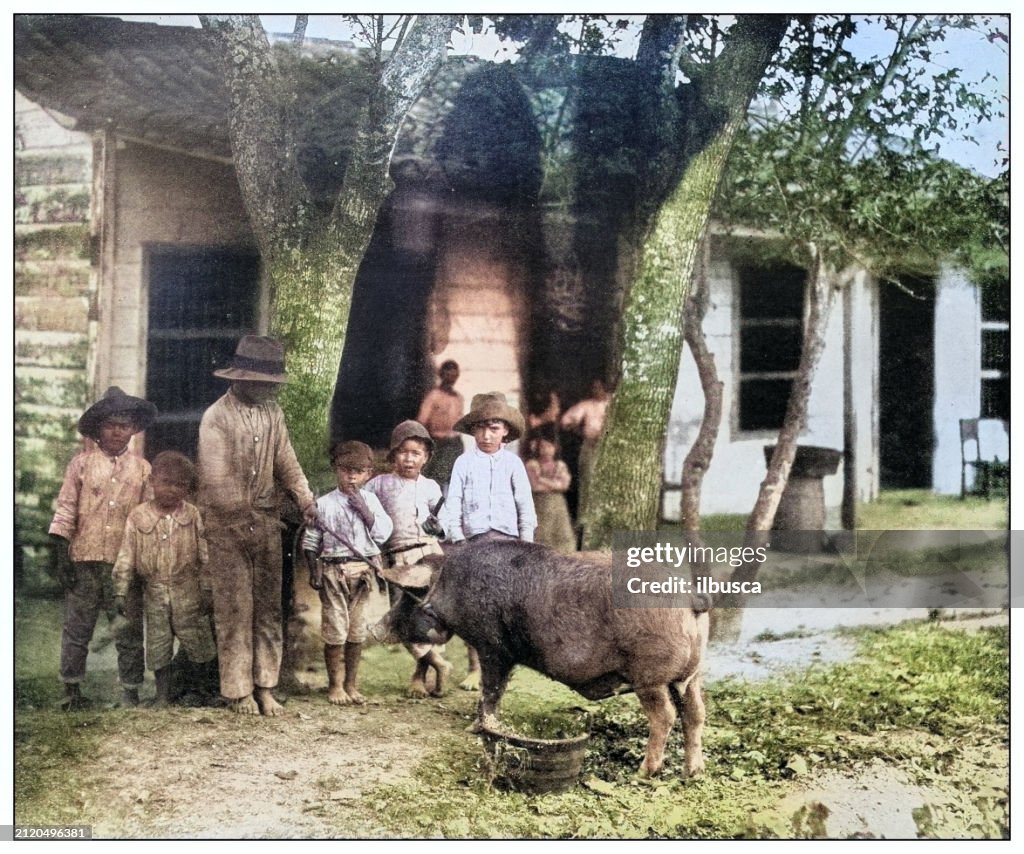 Antique black and white photograph: Pig, Cuba