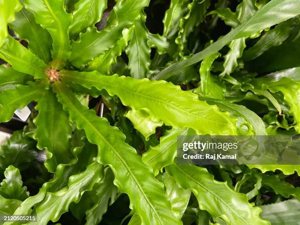 japanese bird’s nest fern (asplenium antiquum) in close up. - bird's nest fern stock pictures, royalty-free photos & images
