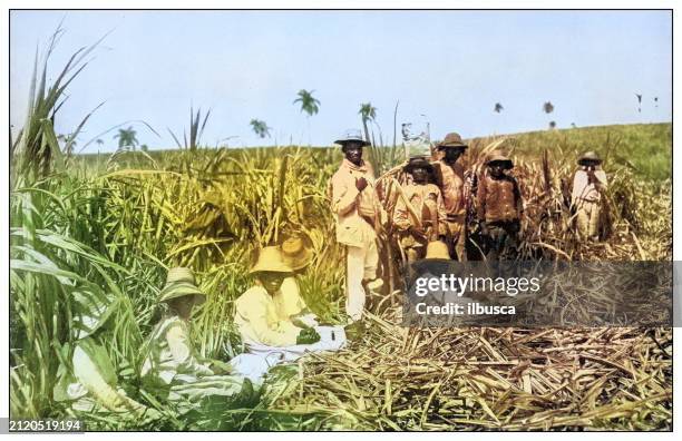 antique black and white photograph: sugar cane field, cuba - caribbean indigenous illustration stock illustrations