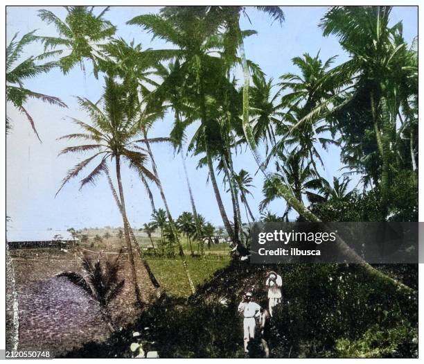 Antique Black And White Photograph Coconut Grove Near Arecibo Puerto Rico High-Res Vector Graphic