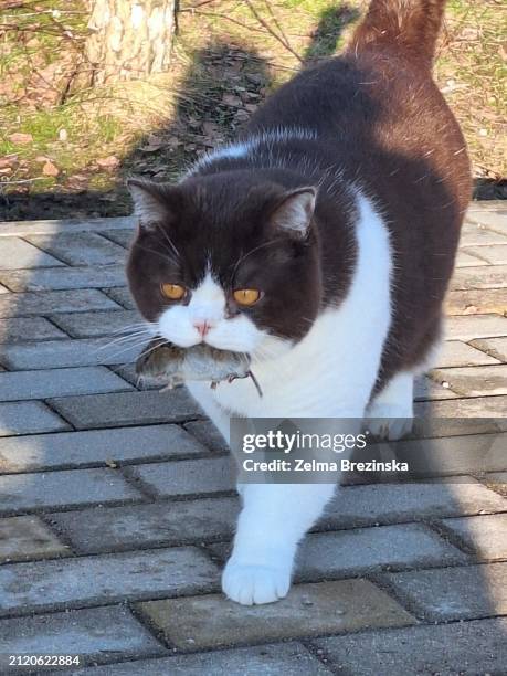 british shorthair cat holding mouse in mouth - brezinska stock pictures, royalty-free photos & images