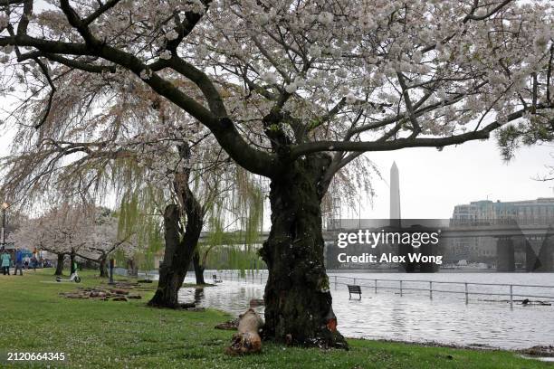 As the Washington Monument is seen in the background, high tide covers the seawalls as cherry trees are in peak bloom at East Potomac Park near the...