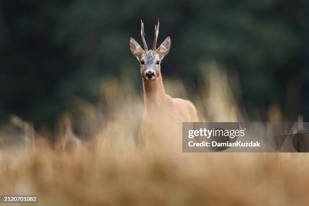 roe deer (capreolus capreolus) - stag stock pictures, royalty-free photos & images