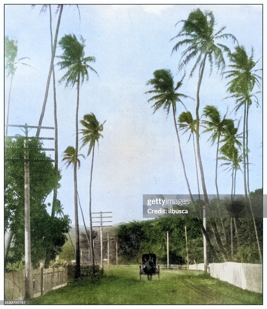 Antique black and white photograph: near Honolulu, Hawaii