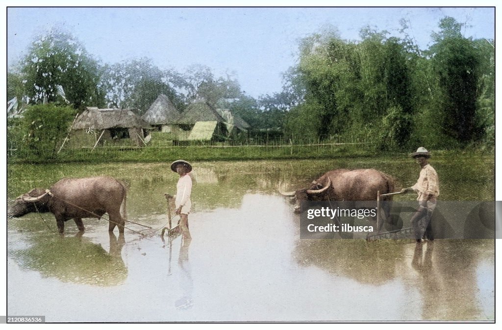 Antique black and white photograph: Harrowing a flooded rice field, Philippines