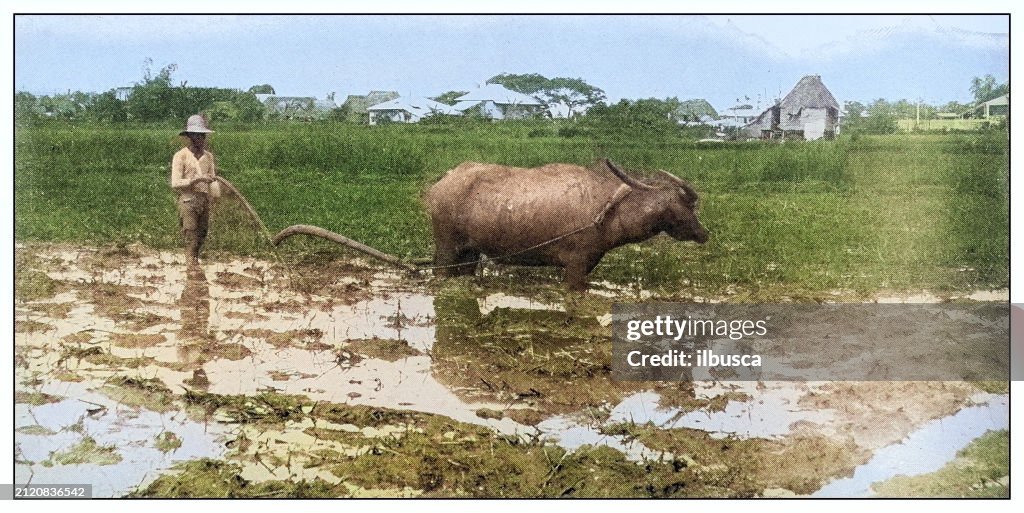 Antique black and white photograph: ploughing a rice field, Philippines