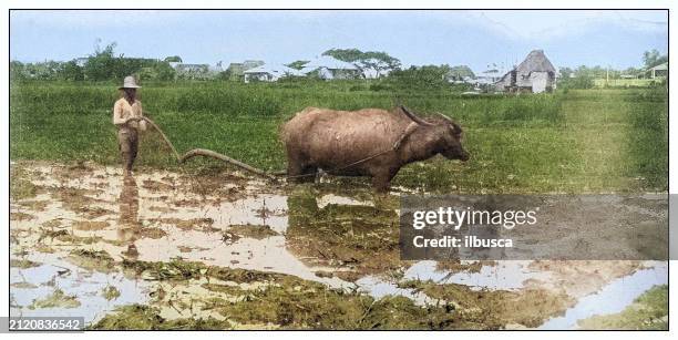 ilustrações, clipart, desenhos animados e ícones de fotografia antiga em preto e branco: arar um campo de arroz, filipinas - arado maquinaria de agricultura