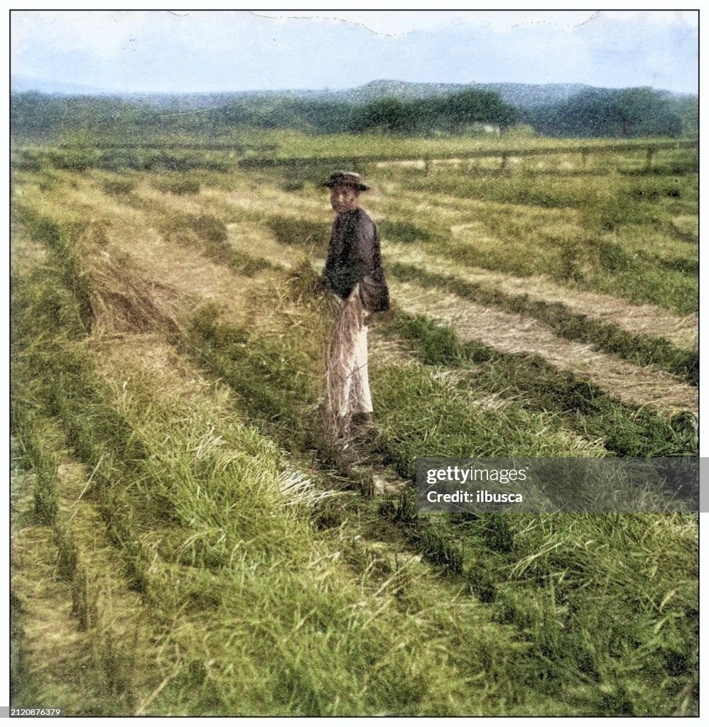 Antique black and white photograph: Rice harvesting, Hawaii