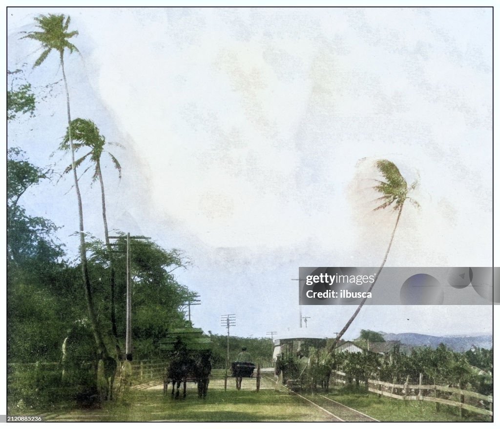 Antique black and white photograph: Road from Honolulu to Waikiki, Hawaii