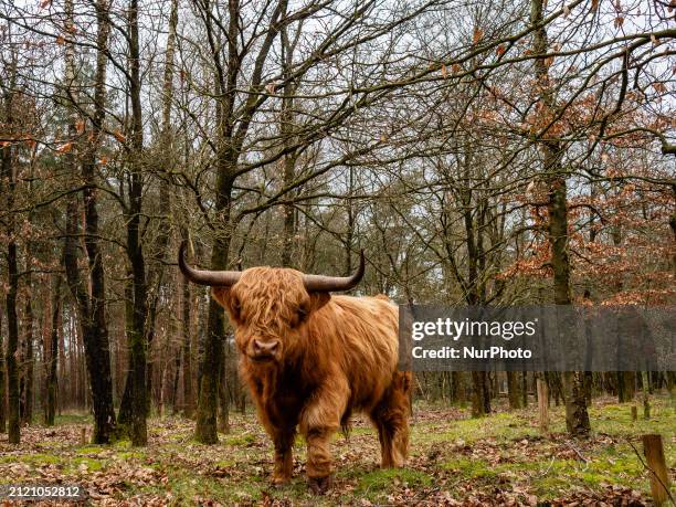 Highland cattle is looking at the camera in The Netherlands, on March 30.