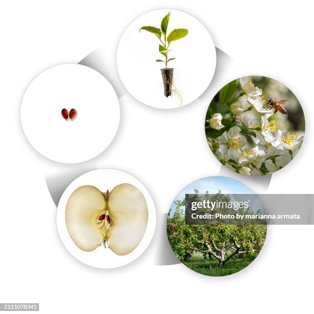 life cycle of an apple tree - lebenszyklus stock-fotos und bilder