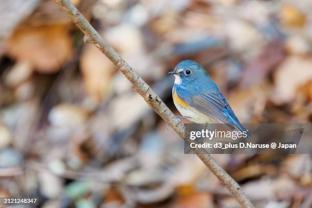 a happy blue bird, the lovely red-flanked bluetail (tarsiger cyanurus, family comprising flycatchers).

at omachi park natural observation garden, ichikawa, chiba, japan,
photo by march 9, 2024. - 千葉県 foto e immagini stock