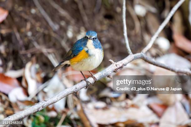 a happy blue bird, the lovely red-flanked bluetail (tarsiger cyanurus, family comprising flycatchers).

at omachi park natural observation garden, ichikawa, chiba, japan,
photo by march 9, 2024. - tarsiger cyanurus stock pictures, royalty-free photos & images